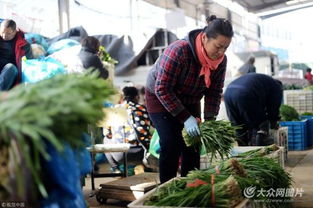 濟南實行“雙證制”管理，守護韭菜安全從源頭抓起